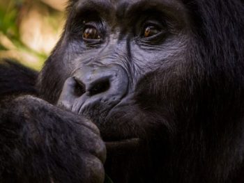 Gorilla sectors / regions in Uganda