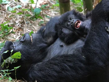 Can a man beat a gorilla?