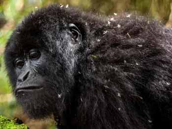 Gorilla group in Mgahinga National Park