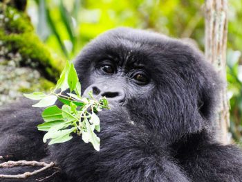How to trek gorillas in Uganda on a budget?