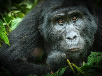 Last minute gorilla trekking in Uganda