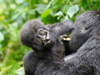 Do gorillas fight each other?