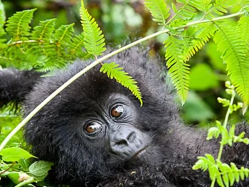 Best destinations for gorilla trekking in 2025?