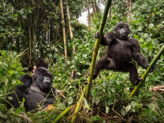 4 Days Mgahinga and Bwindi Gorilla Trekking Safari