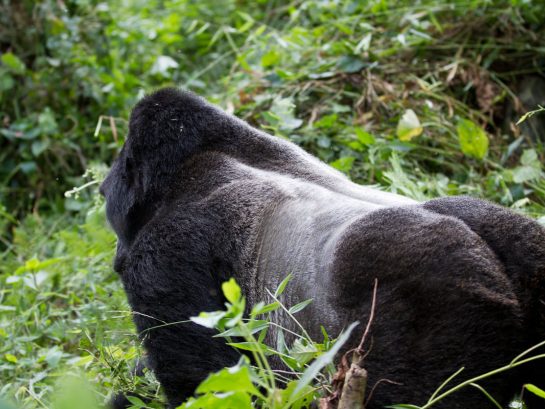 4 Days Mgahinga and Bwindi Gorilla Trekking Safari