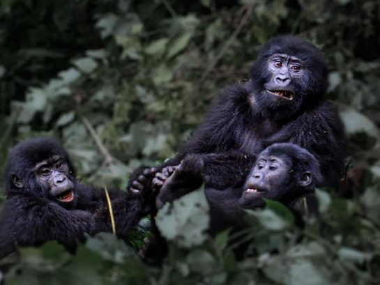 5 Days Uganda and Rwanda Double Gorilla Trekking Tour