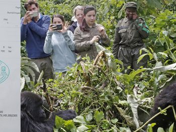 How to book gorilla permits in Uganda?