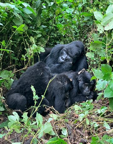 3 Days gorilla tracking safari Uganda