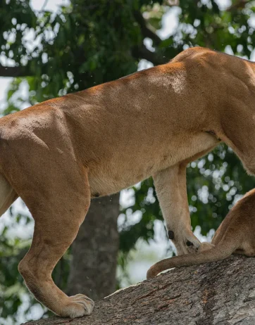 3 Days Queen Elizabeth National Park safari