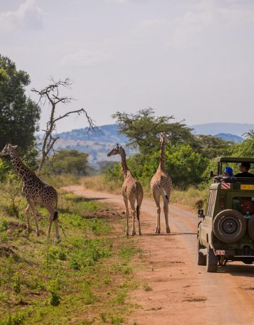 7 Days Rwanda Safari